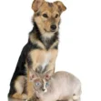 Pet Services & Veterinary Names