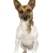 Pet Veterinary & Animal Brands